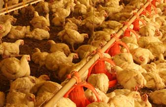 Ovos Guacu, Aves E Ovos - Foto 1