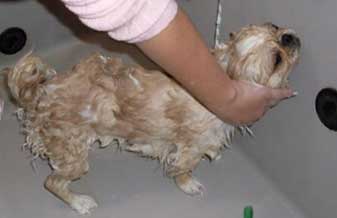 Veterinária Cia Animal Banho E Tosa - Foto 1