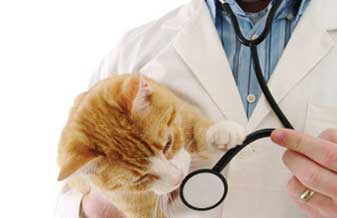 Melhor Amigo Pet Shop E Clínica Veterinária - Foto 1