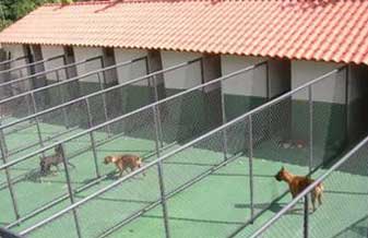 Spaço Animal - Foto 1