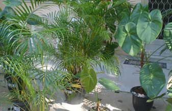 Center Plantas - Foto 1