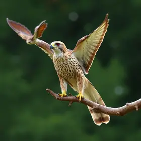 gavião adulto levando morcego