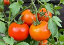 tomate