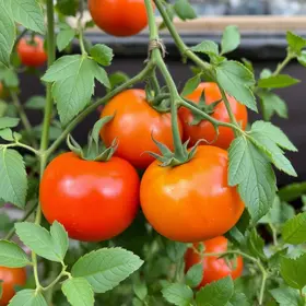 tomate